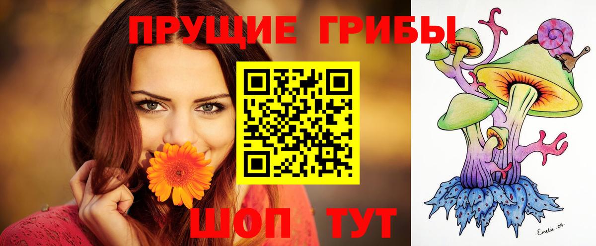Псилоцибиновые грибы Psilocybe Губкинский